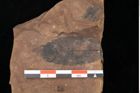 Foto (Detailsansicht) von Quercus palaeoilex Ettingshausen (NHMW-GEO-2024-0188-0906)